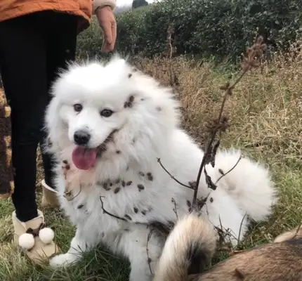 My dog came back to the country for half a day, and he planted half an acre..