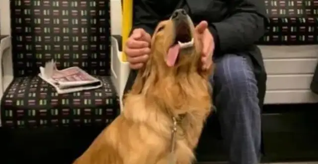 In the subway, the golden hair meets "True Love," "Shoots": feel like stealing a dog