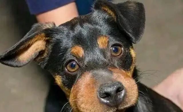 The dog was wounded 150 times by a bunch of bees, and his life was saved