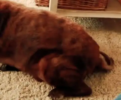The dog put up a three-second round of farts, and it stinks and makes the cat throw up