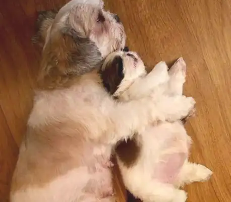 It's so cute that the baby dog keeps lying down and sleeping, making it so fast