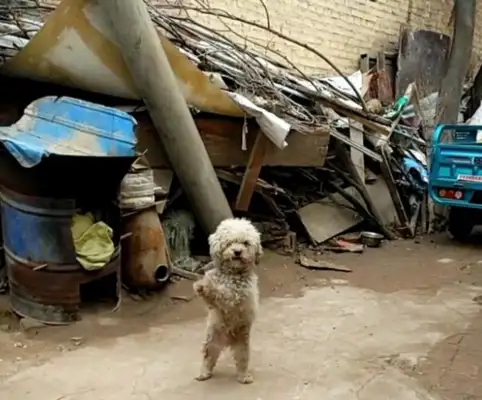 It's a panda under the dog. It makes people cry when they see the passerby