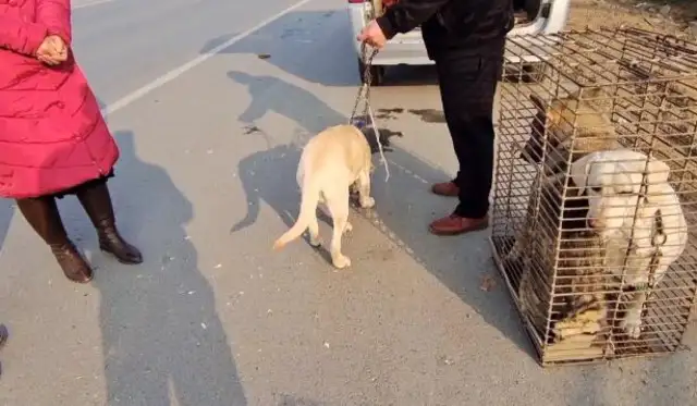 Because of a custom, Labrador's got 550 in the car