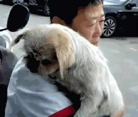 Eight years missing, the dog and the owner meet again, and they recognize it