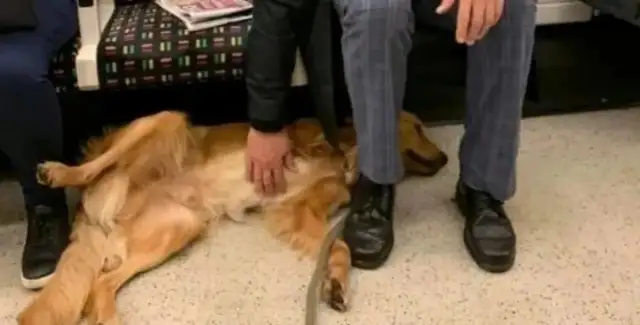 In the subway, the golden hair meets 