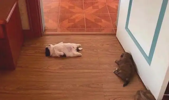 It's so cute that the baby dog keeps lying down and sleeping, making it so fast