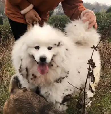 My dog came back to the country for half a day, and he planted half an acre..