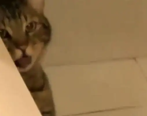 The dog put up a three-second round of farts, and it stinks and makes the cat throw up