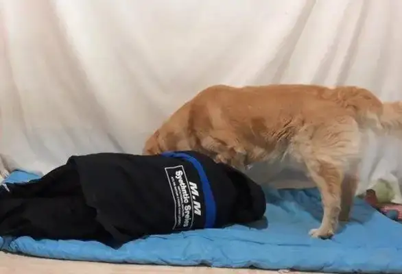 Pretending to faint to test the dog's reaction, but crying to the master, dog: Run