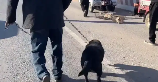 Labrado was held in a dog cage by his master and said it was worthless