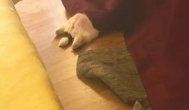 It's so cute that the baby dog keeps lying down and sleeping, making it so fast