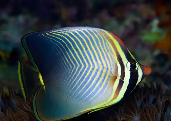 Indian Ocean Emperor identity information