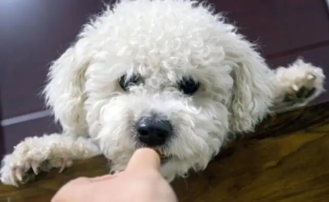 It's a panda under the dog. It makes people cry when they see the passerby