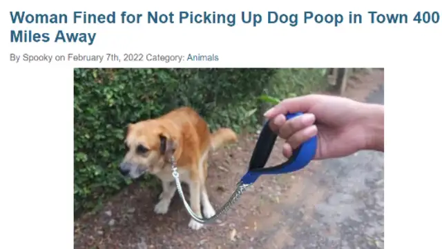 The dog did not pick up the shit and got a ticket six months later