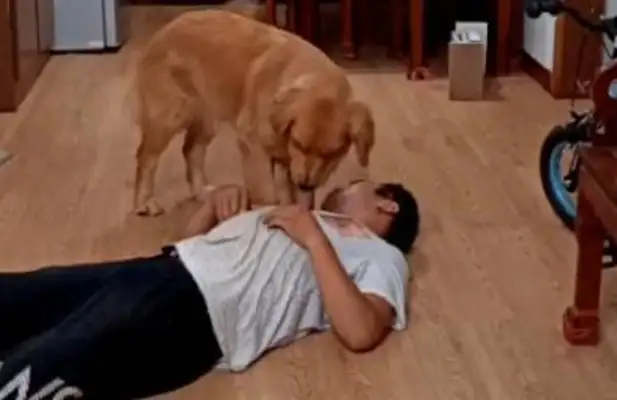 Pretending to faint to test the dog's reaction, but crying to the master, dog: Run