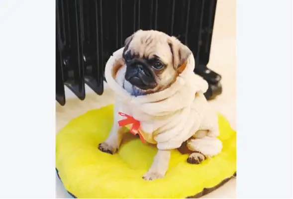 The dog of the week is in charge. The pet shop is three to one