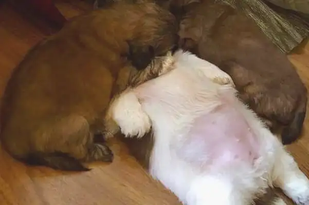 It's so cute that the baby dog keeps lying down and sleeping, making it so fast
