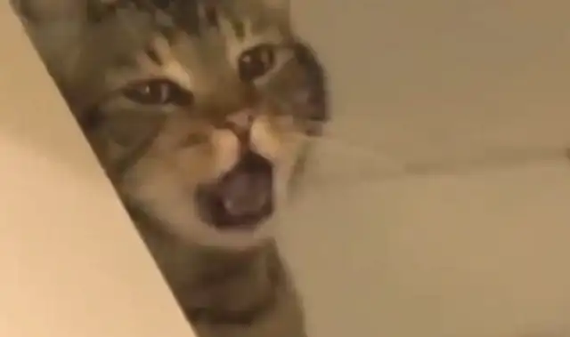 The dog put up a three-second round of farts, and it stinks and makes the cat throw up