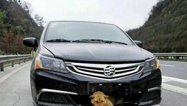 When the driver hit the dog, he walked all the way to the gas station and got out and saw shame