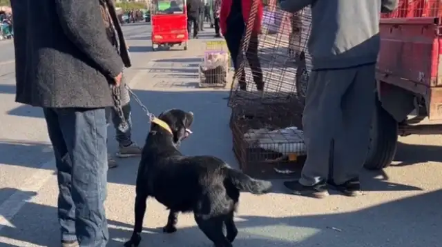 Labrado was held in a dog cage by his master and said it was worthless