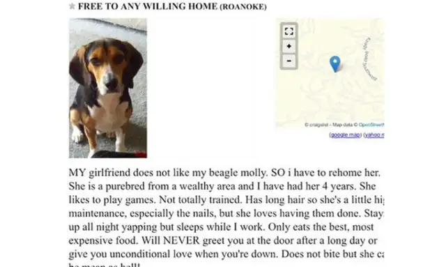 Because your girlfriend doesn't like pet dogs, American men advertise for their girlfriend