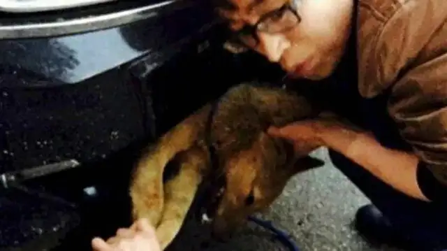 When the driver hit the dog, he walked all the way to the gas station and got out and saw shame