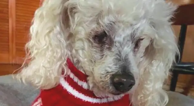 The royal dog's kidney is dying, and the boy begs for it: I love you forever