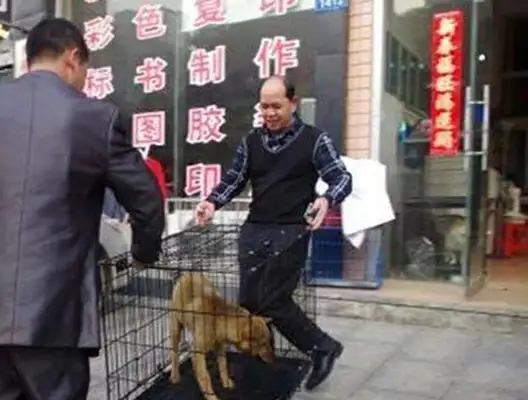 When the driver hit the dog, he walked all the way to the gas station and got out and saw shame