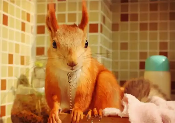 Snow squirrel identity information