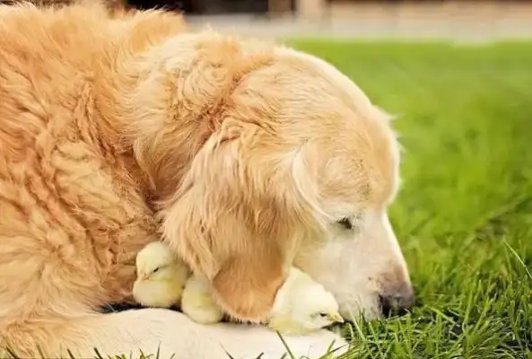 There was a stray dog in the neighborhood, and the security man burned the fire: barbecue dog