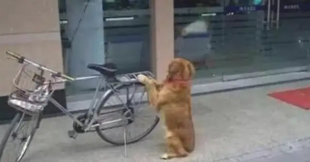 The master went to the bank to collect money, told the golden dog to hold the car and go out and see the master laugh