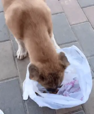 The way the stray dog answers the grateful people, it's so sad