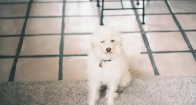 The royal dog's kidney is dying, and the boy begs for it: I love you forever