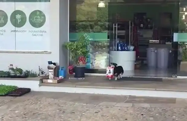 Dogs know how to buy dog food at a pet store and occasionally help buy cat food