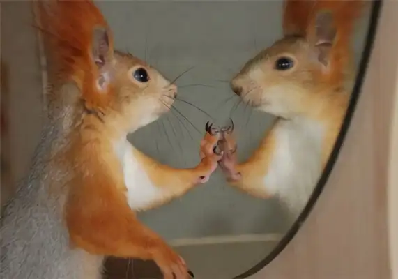 Snow squirrel identity information