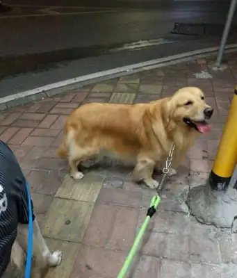Golden hair has a nest dog, the master is crying and laughing