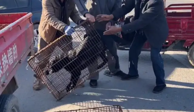 Labrado was held in a dog cage by his master and said it was worthless