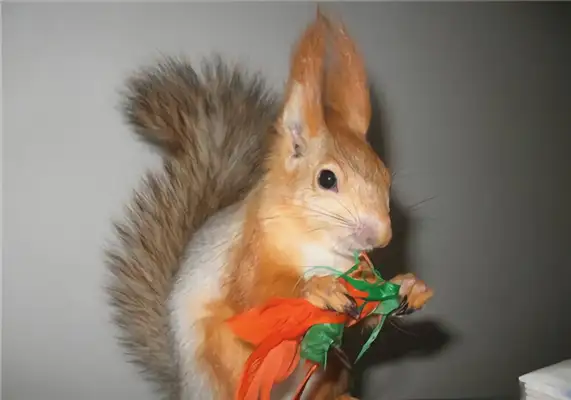 Snow squirrel identity information