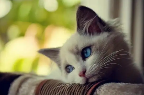 Cats drink the water in the dog bowl and spit it all out