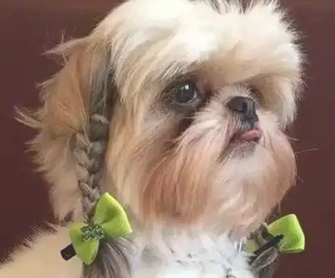 The dog drinks at the fish pool and looks at it from behind