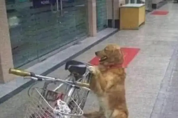 The master went to the bank to collect money, told the golden dog to hold the car and go out and see the master laugh