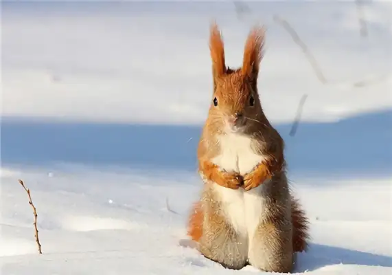 Snow squirrel identity information