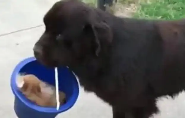 The dog ran away with the bucket, and the master found it, so it's not cool