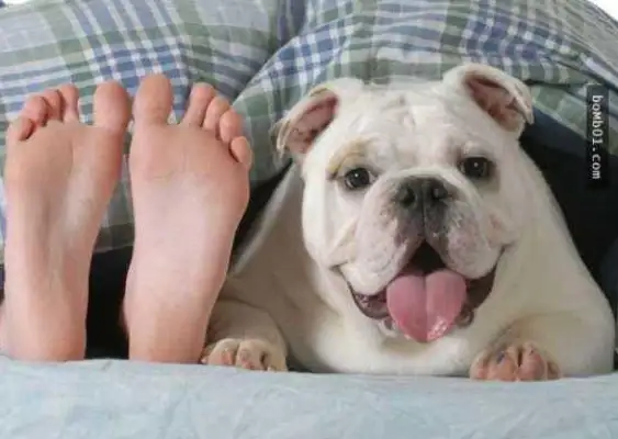Why don't you let the dog lick your face