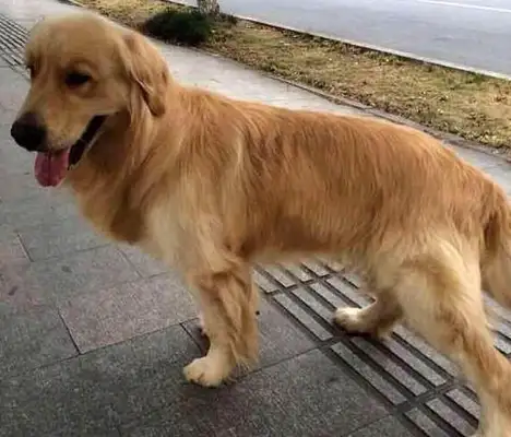 My mother brought her golden hair to the country's grandmother for the exam
