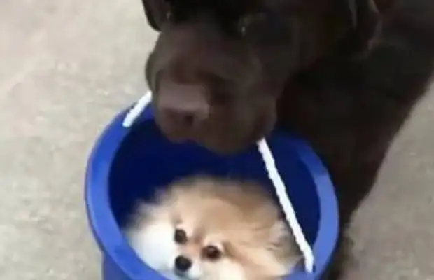 The dog ran away with the bucket, and the master found it, so it's not cool