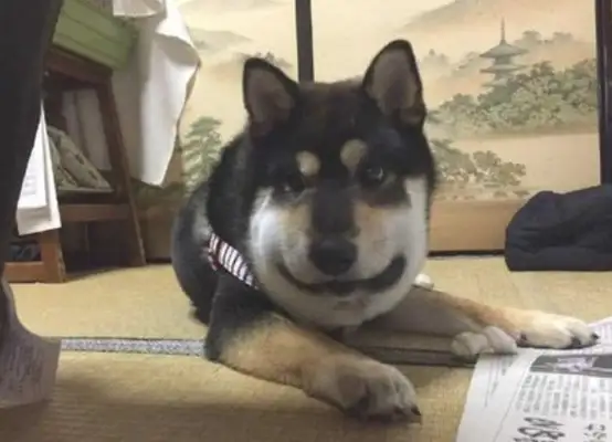 The dog, after pursuing the poison scorpion, was beaten up and swollen into a pig's skull