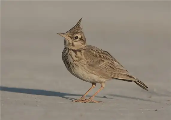 I.D. of Phoenix