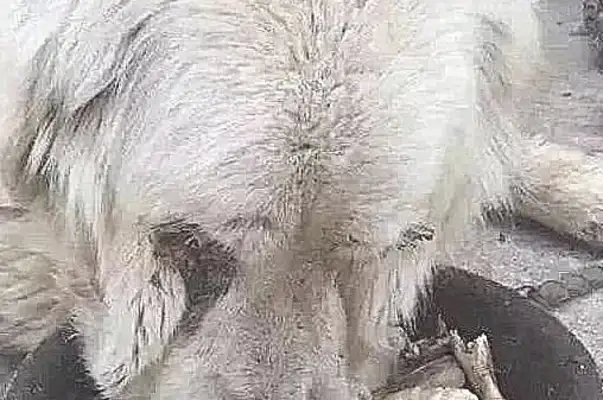 The girl, despite her family's resistance, adopted a dirty, ugly stray dog