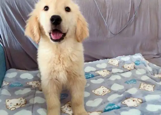 The stray dog was accused of being a little doggy, and the stray dog that I brought back a week ago, and the vet was accused of being a doggy, and I hated it